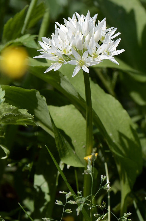 Allium ursinum / Aglio orsino